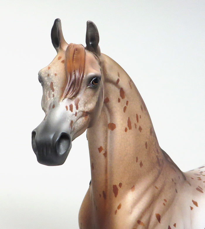 one of a kind appaloosa arabian hexa