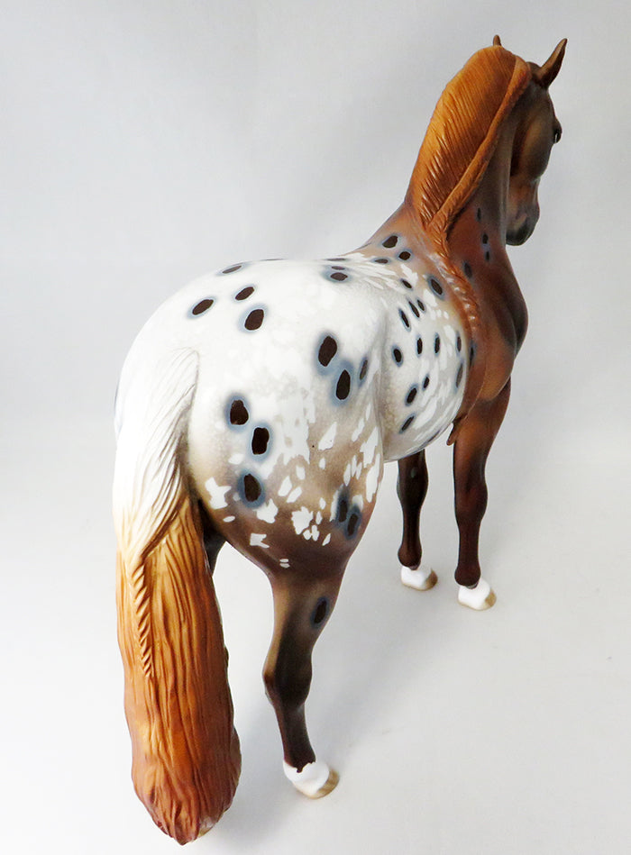 chestnut appaloosa