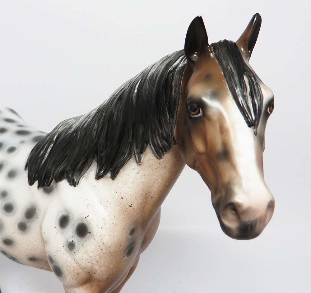 APPALOOSA