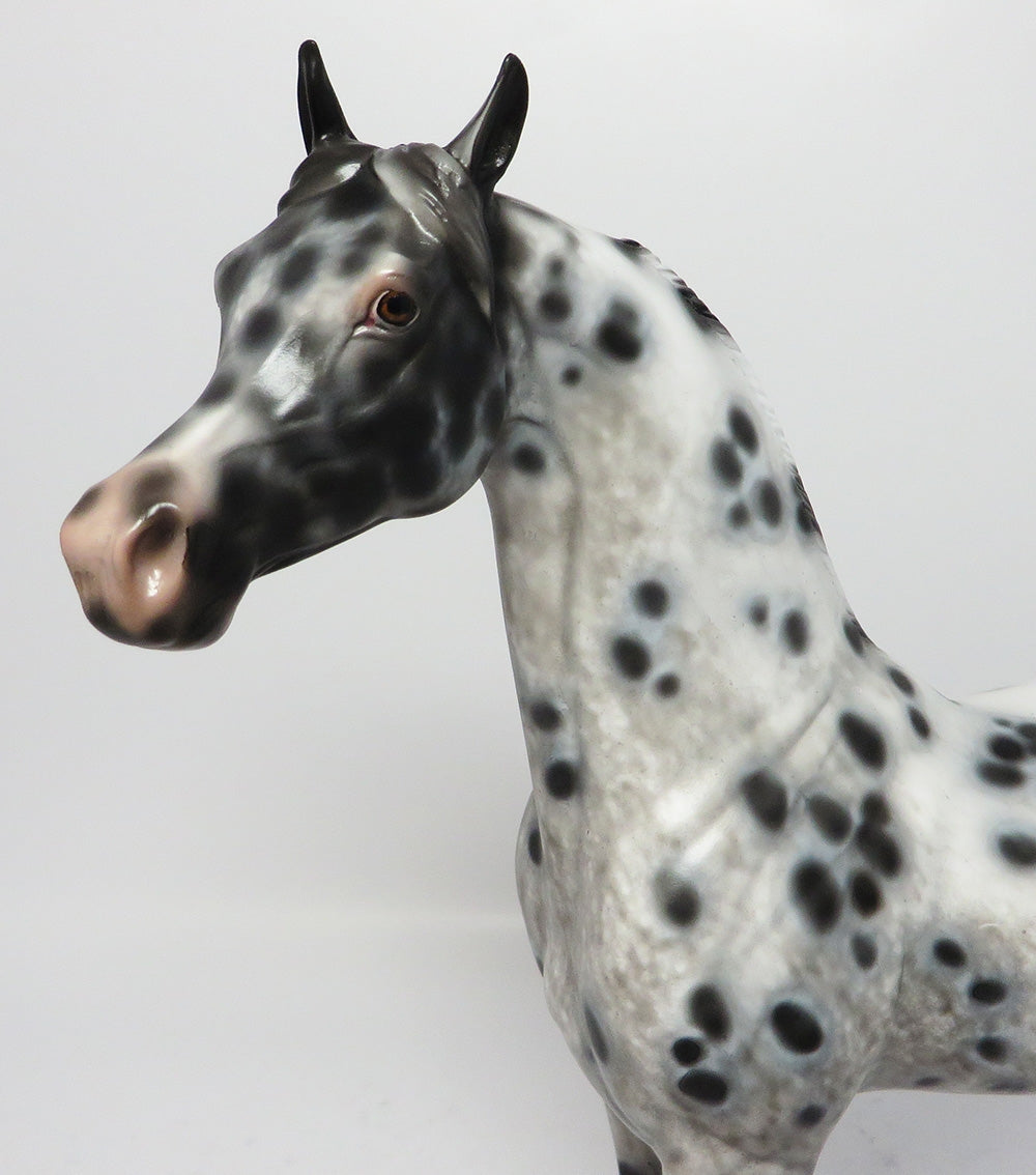 APPALOOSA