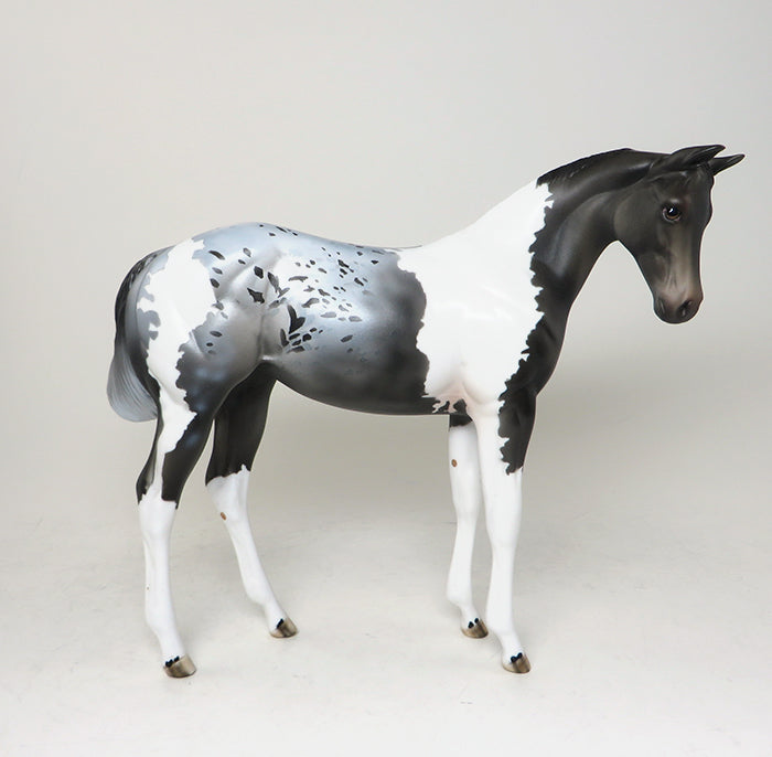 peter stone appaloosa 