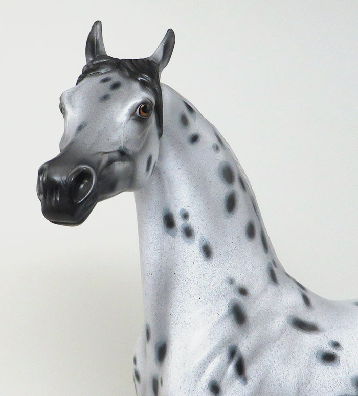 Appaloosa