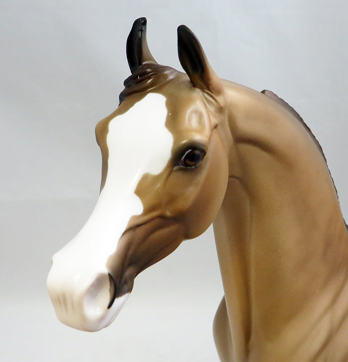 AMBER IN THE MOONLIGHT-OOAK BUCKSKIN ARABIAN STALLION MODEL HORSE 9/26