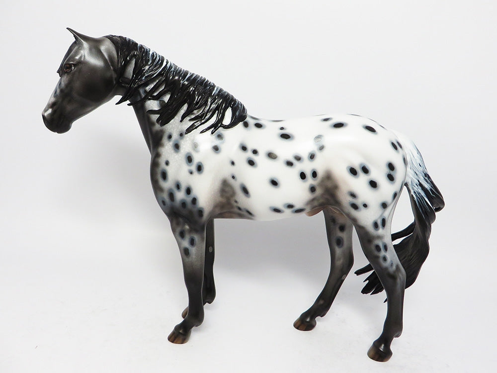 wild mustang