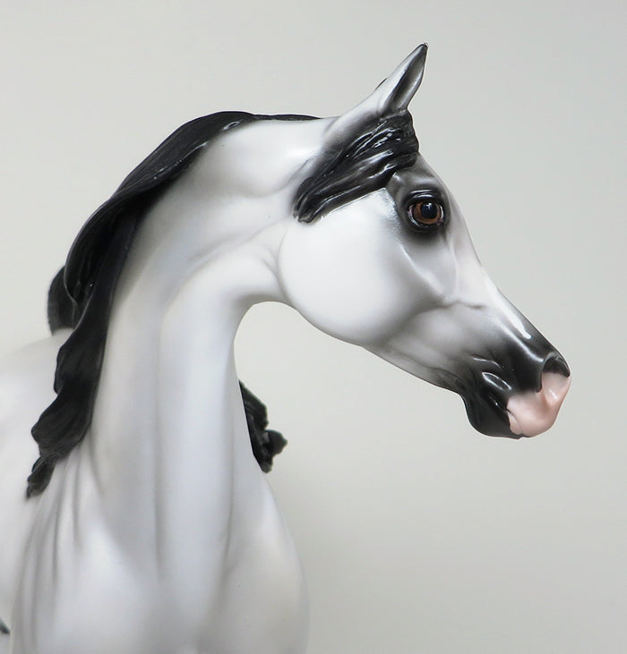 Grey with Black Points