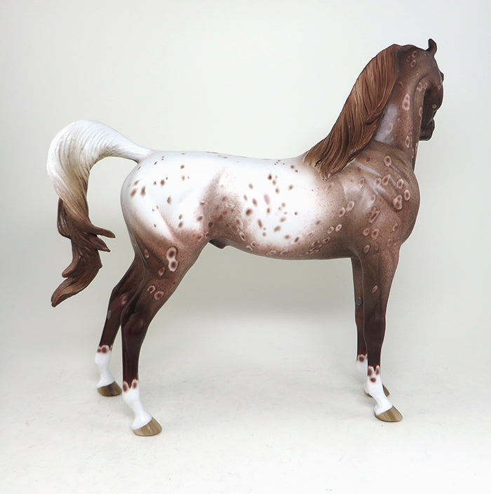 appaloosa arabian
