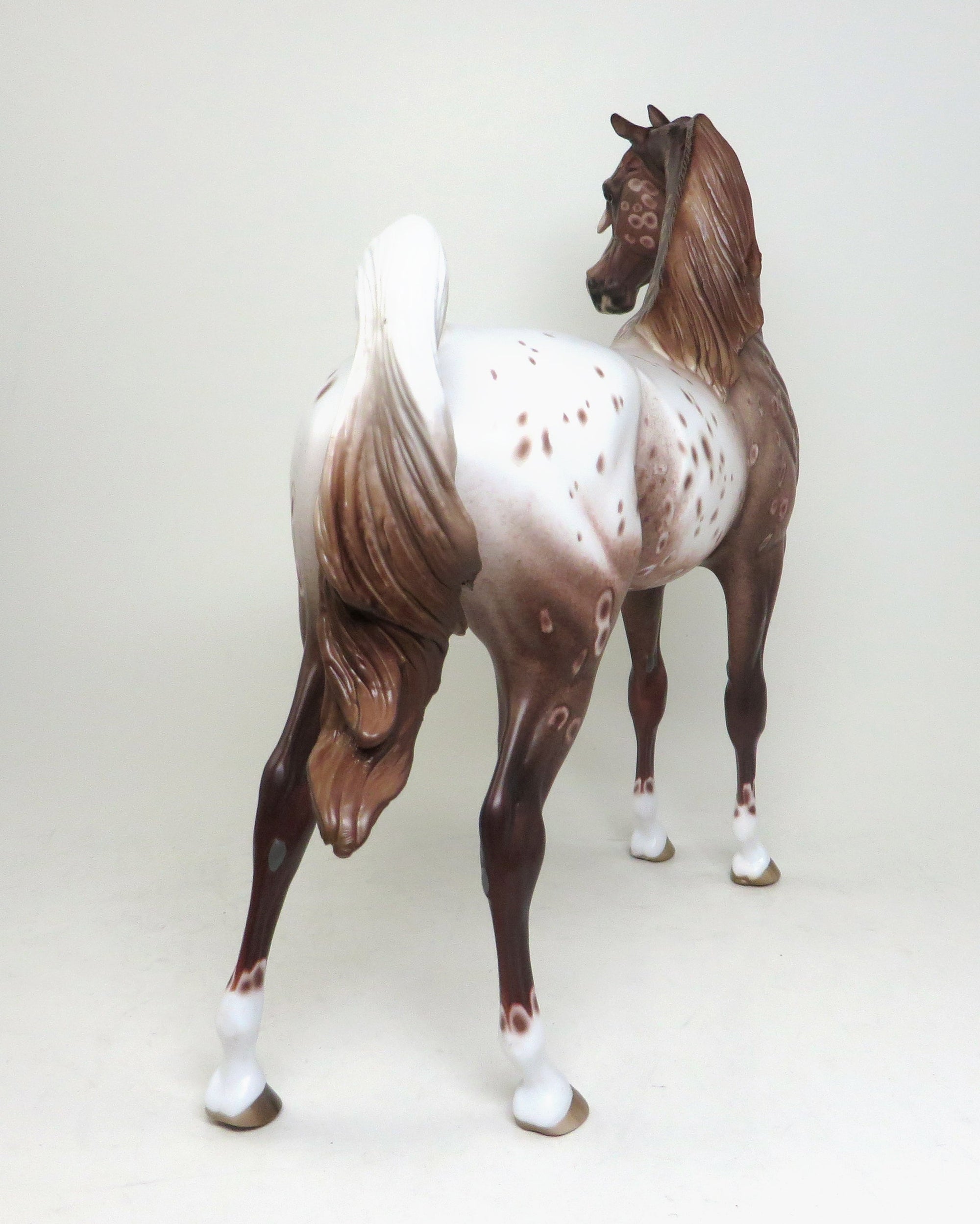 chestnut appaloosa arabian