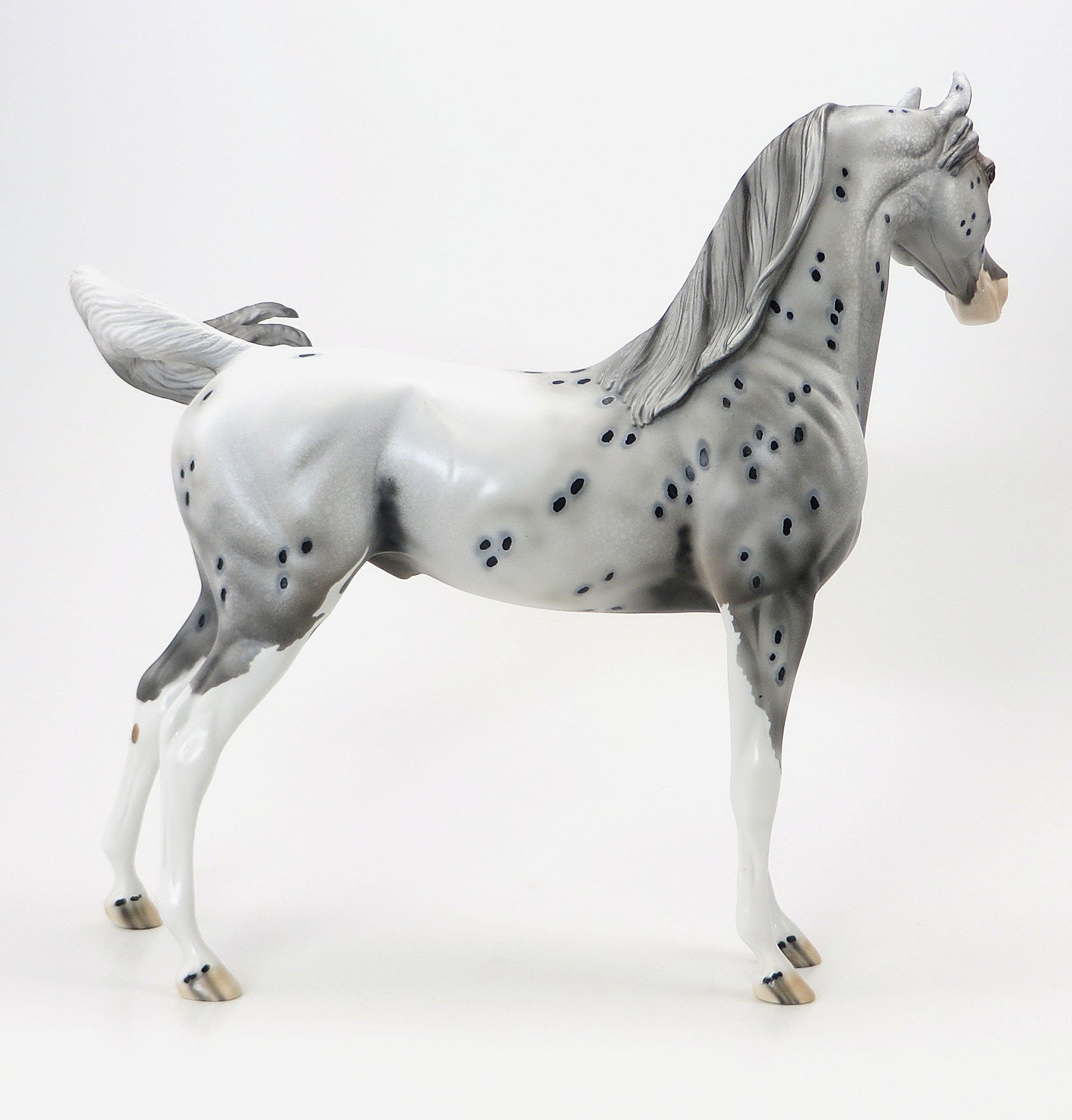OH THE PLACES YOULL GO - OOAK Appaloosa Arabian - 6/19