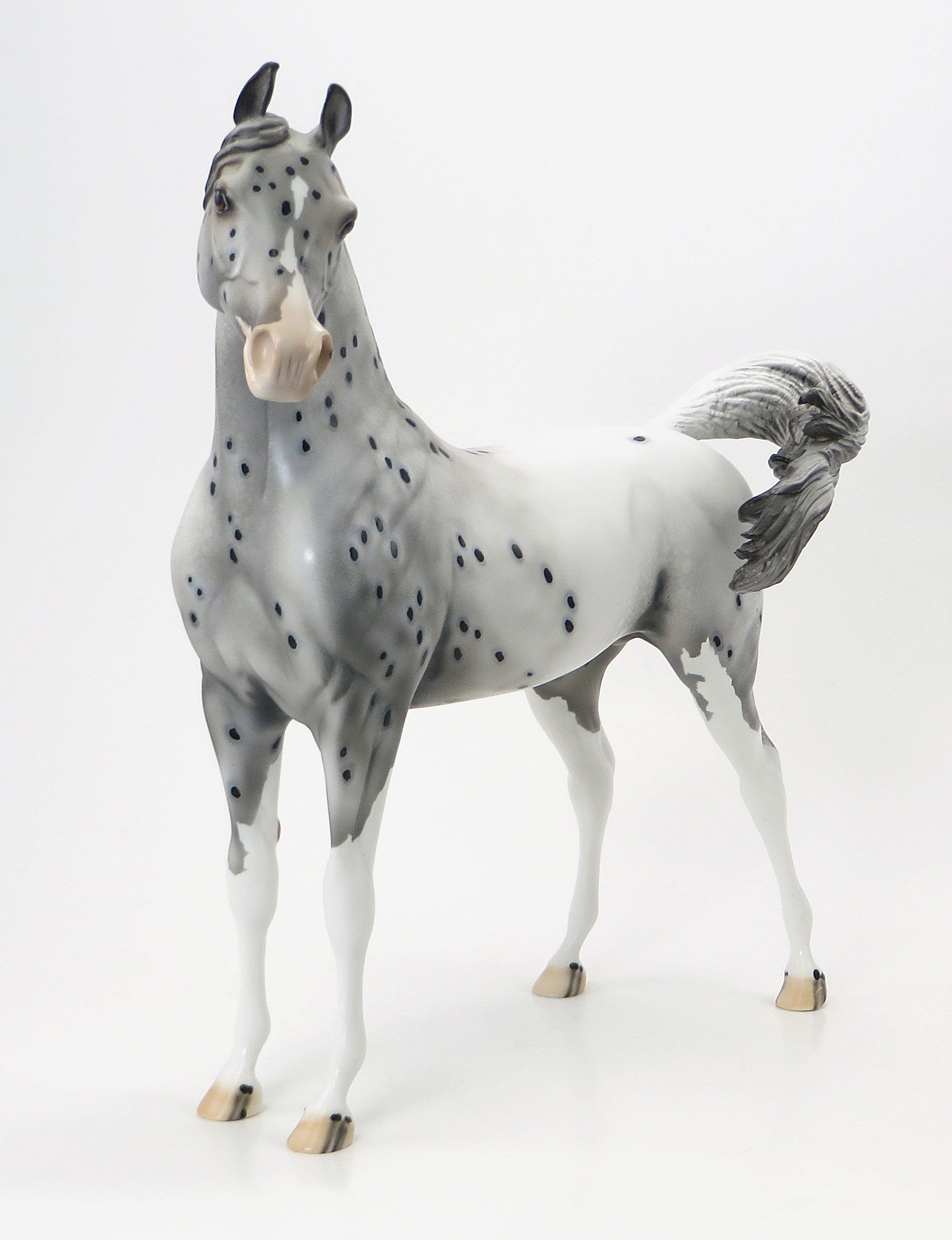 OH THE PLACES YOULL GO - OOAK Appaloosa Arabian - 6/19