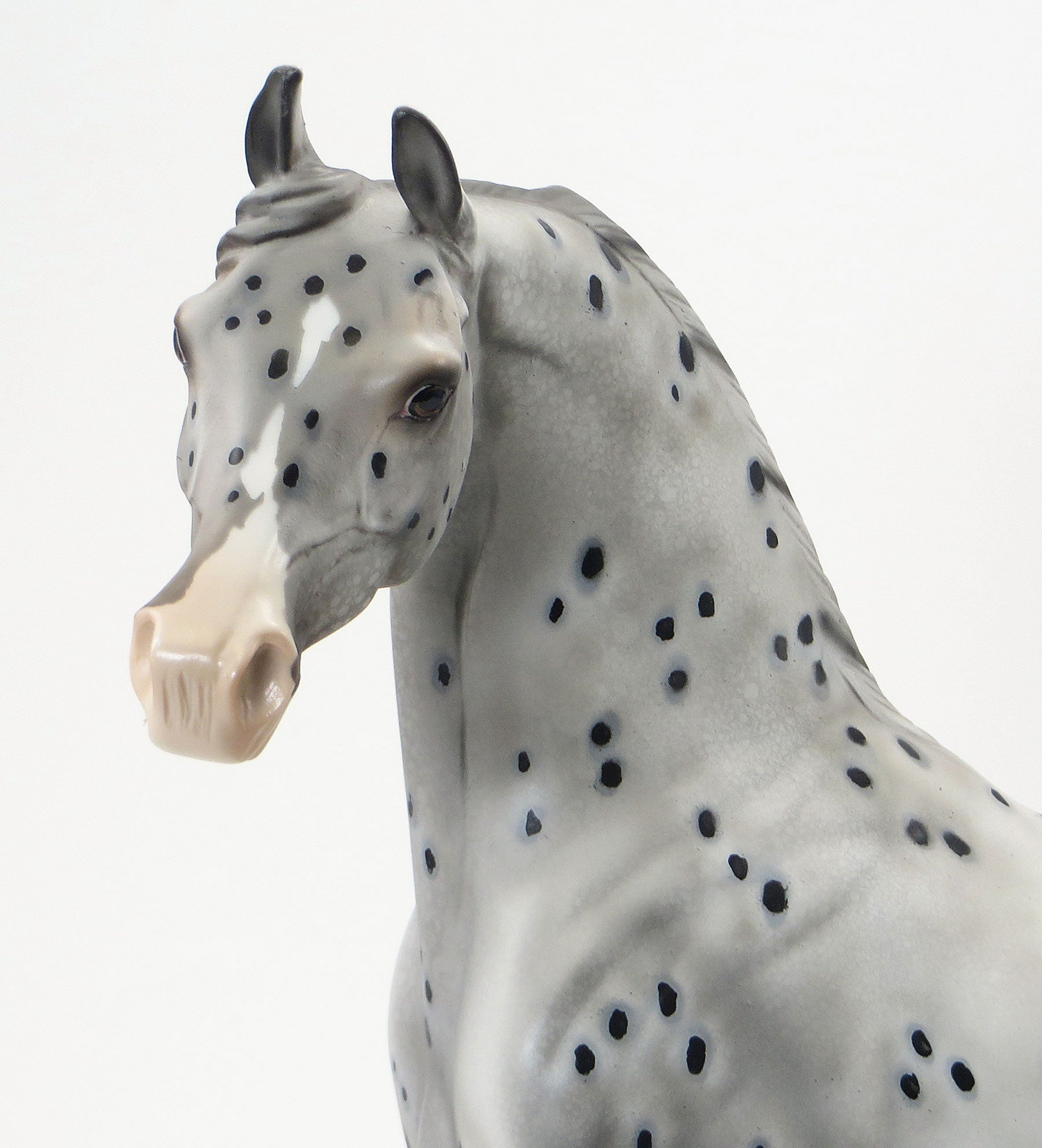OH THE PLACES YOULL GO - OOAK Appaloosa Arabian - 6/19