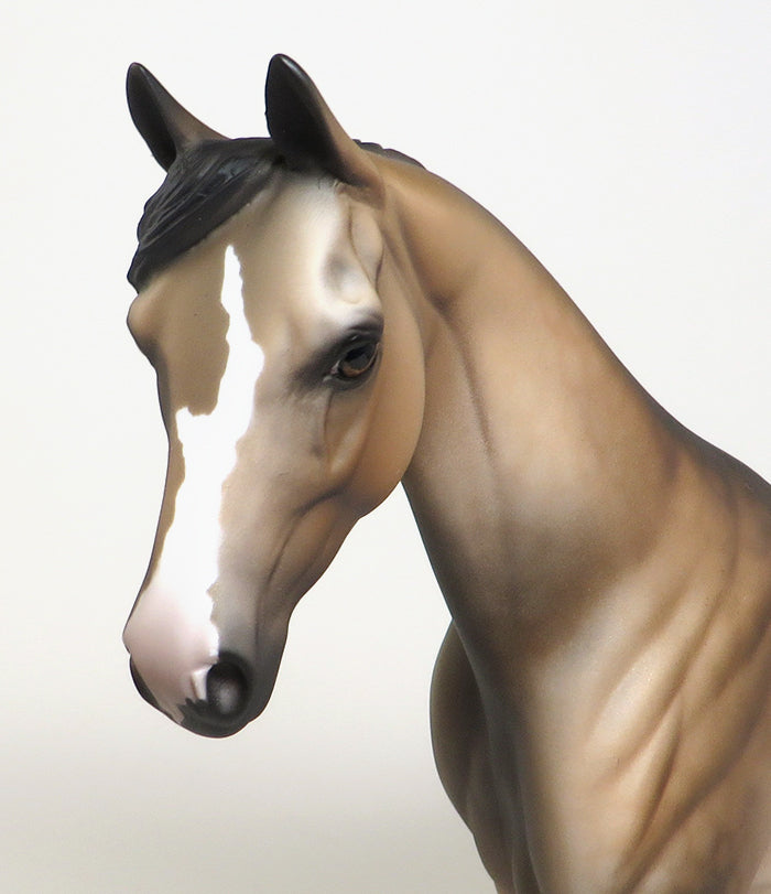 amazing little pony indy boy