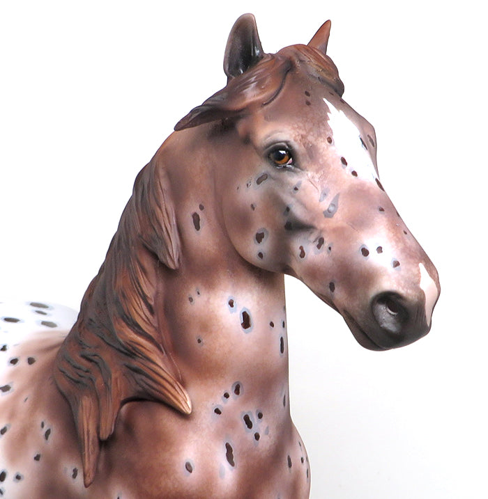 chestnut appaloosa trotting drafter peter stone 