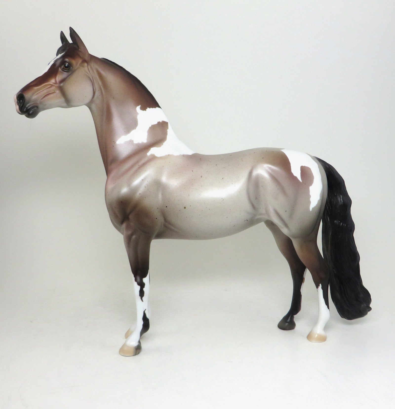 bay paint morgan horse 