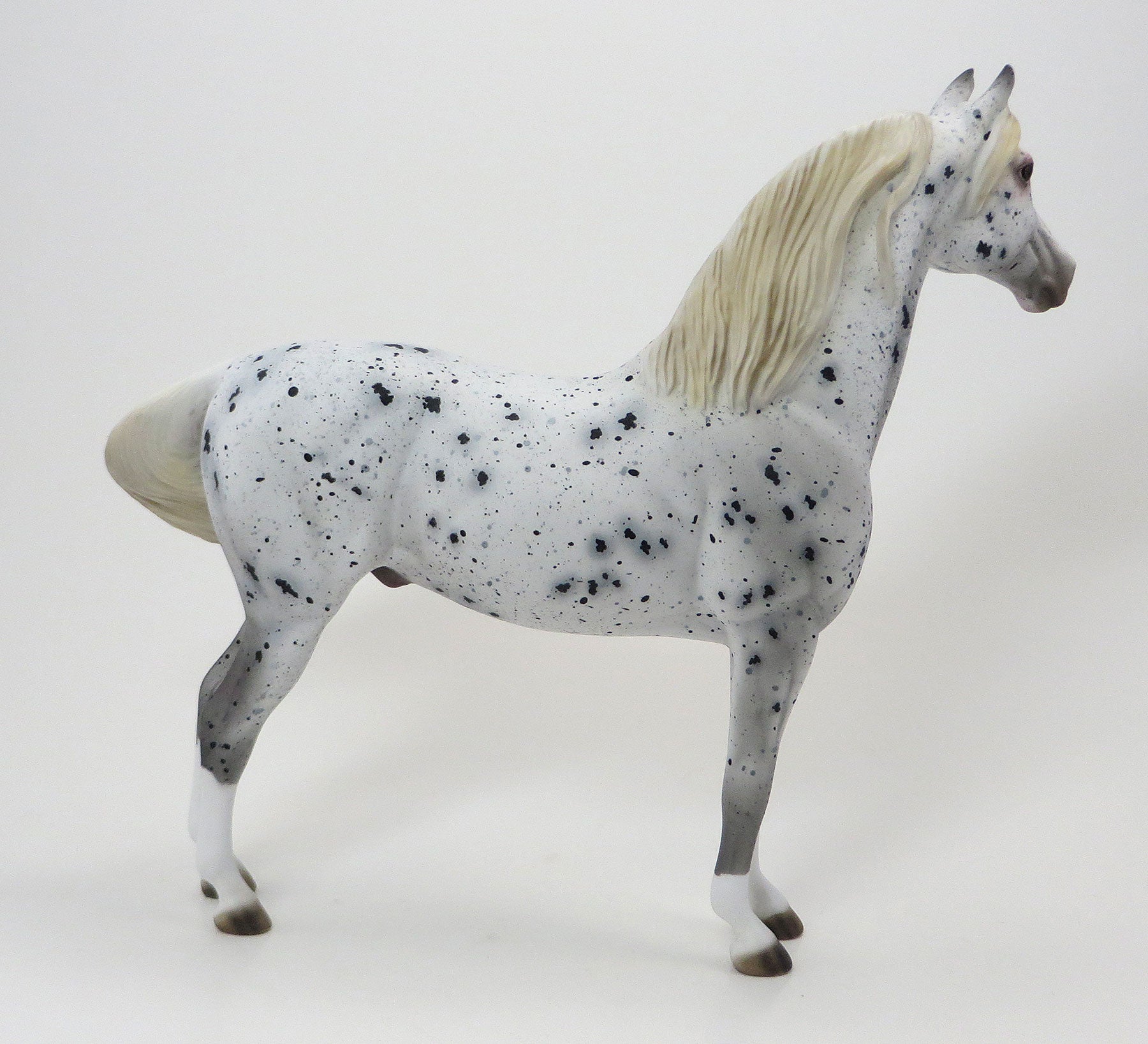 THE LIBRARIANS SECRET - OOAK Appaloosa Morgan 6/19