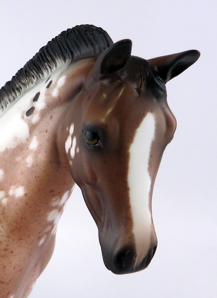 PIXIE DUST-LE-4 BAY APPALOOSA WEANLING MODEL HORSE EQ 2016