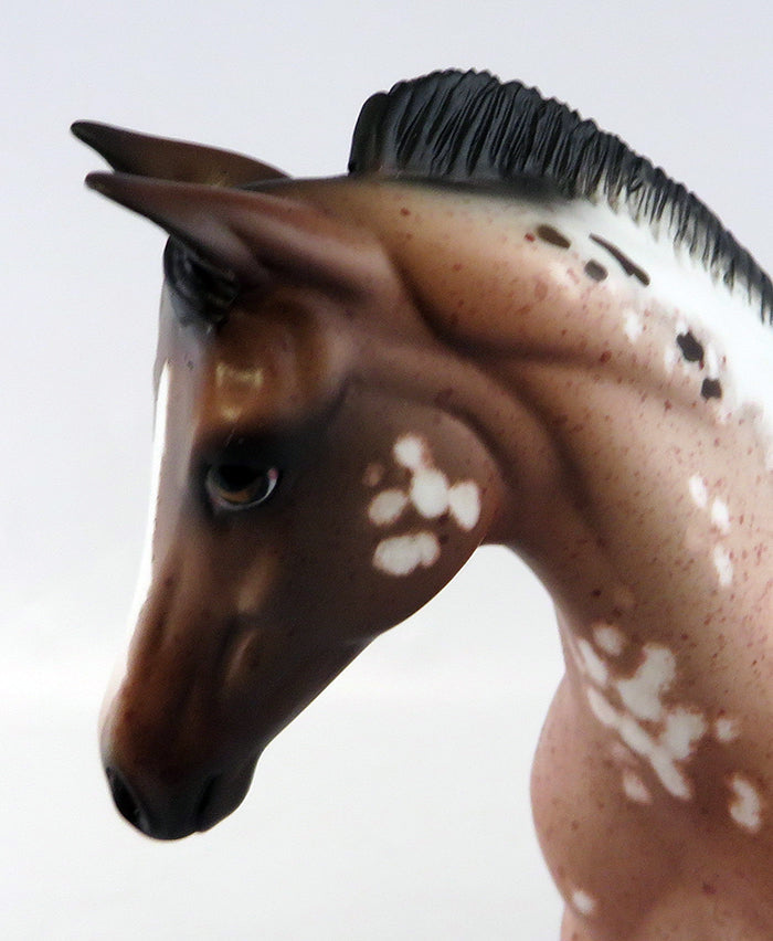 PIXIE DUST-LE-4 BAY APPALOOSA WEANLING MODEL HORSE EQ 2016