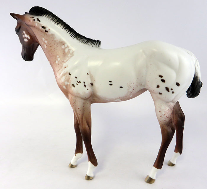Appaloosa