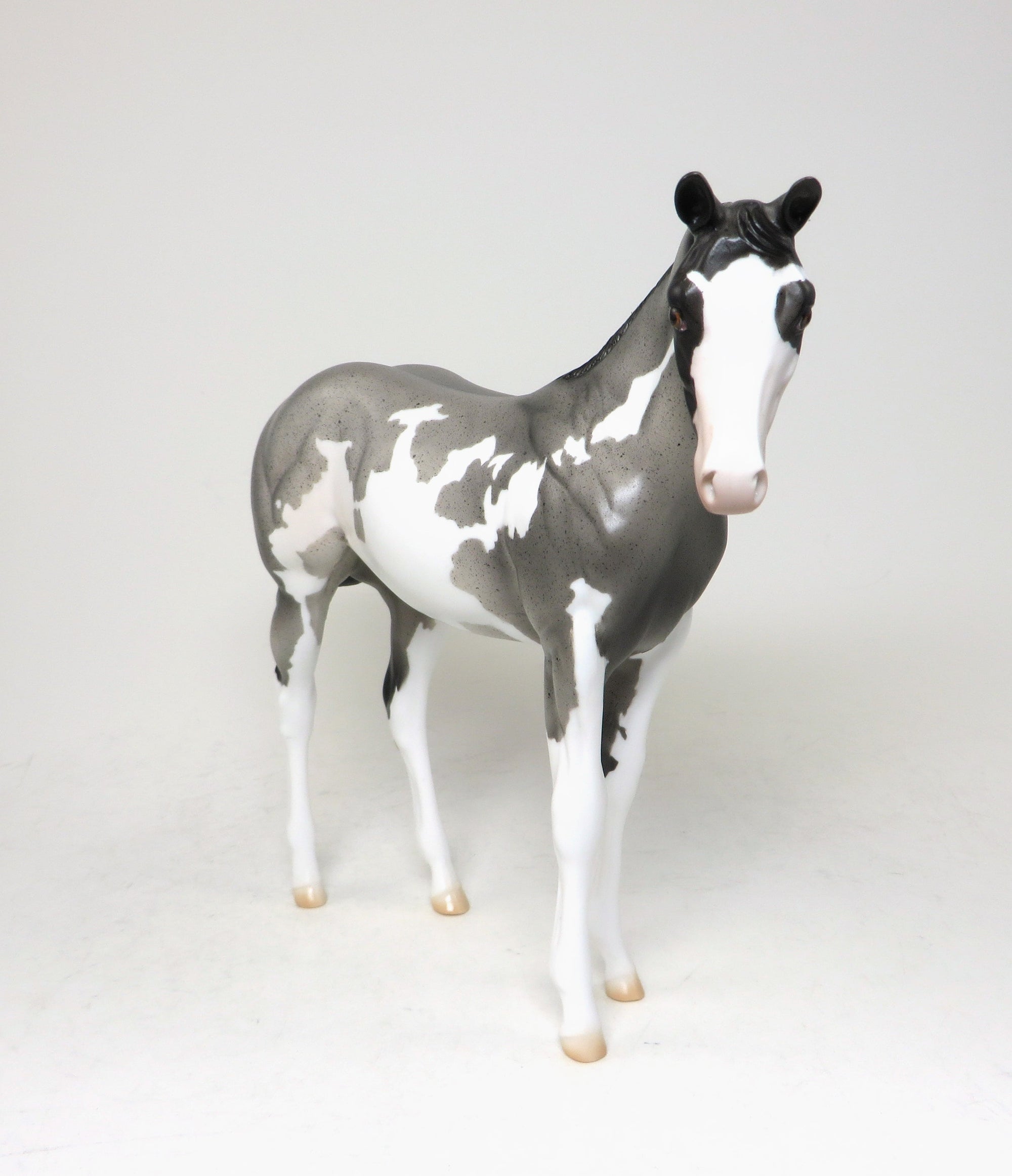 one of a kind paint roan weanling