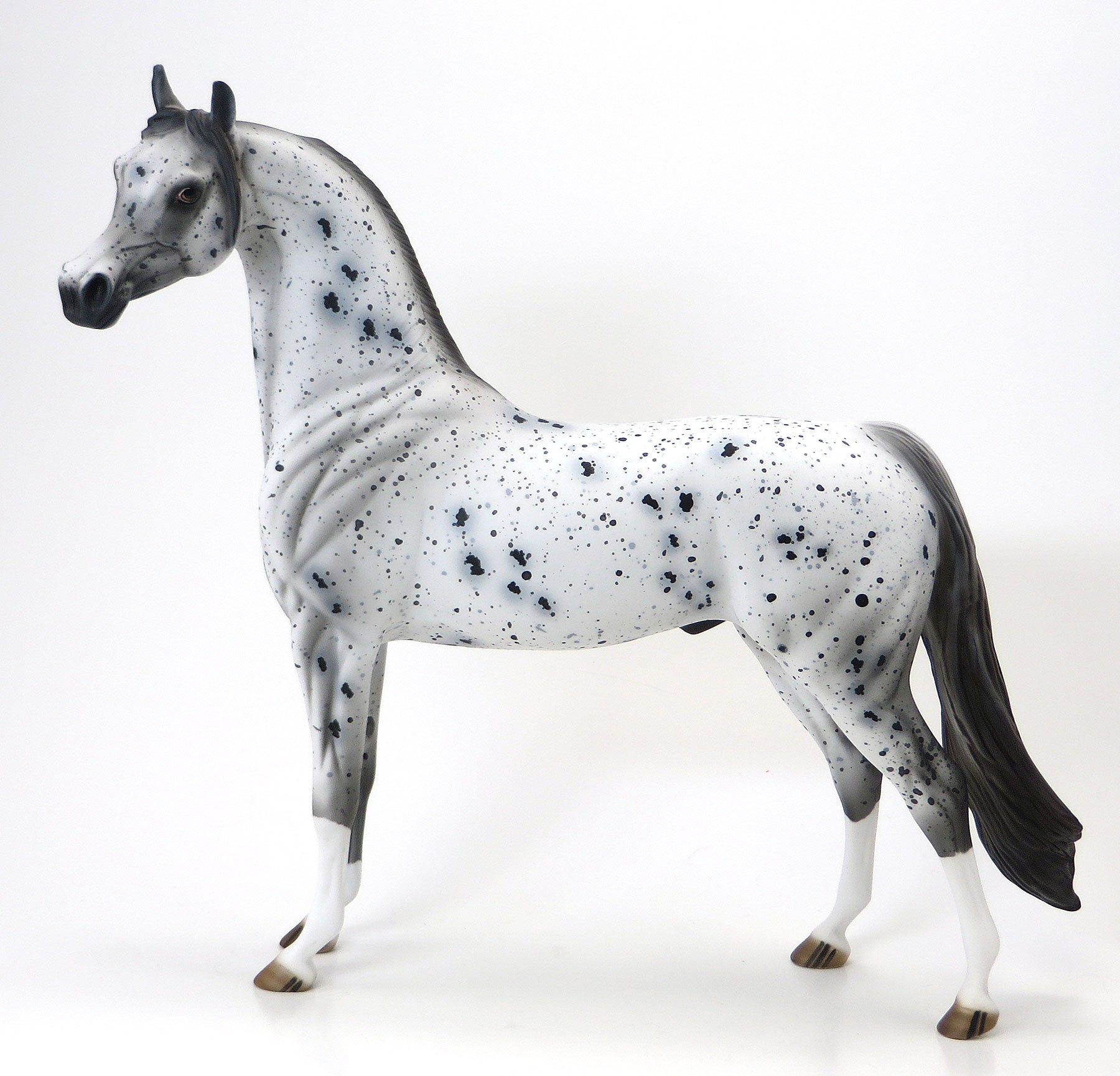 WORDS OF WISDOM - OOAK Appaloosa Arabian - 6/15