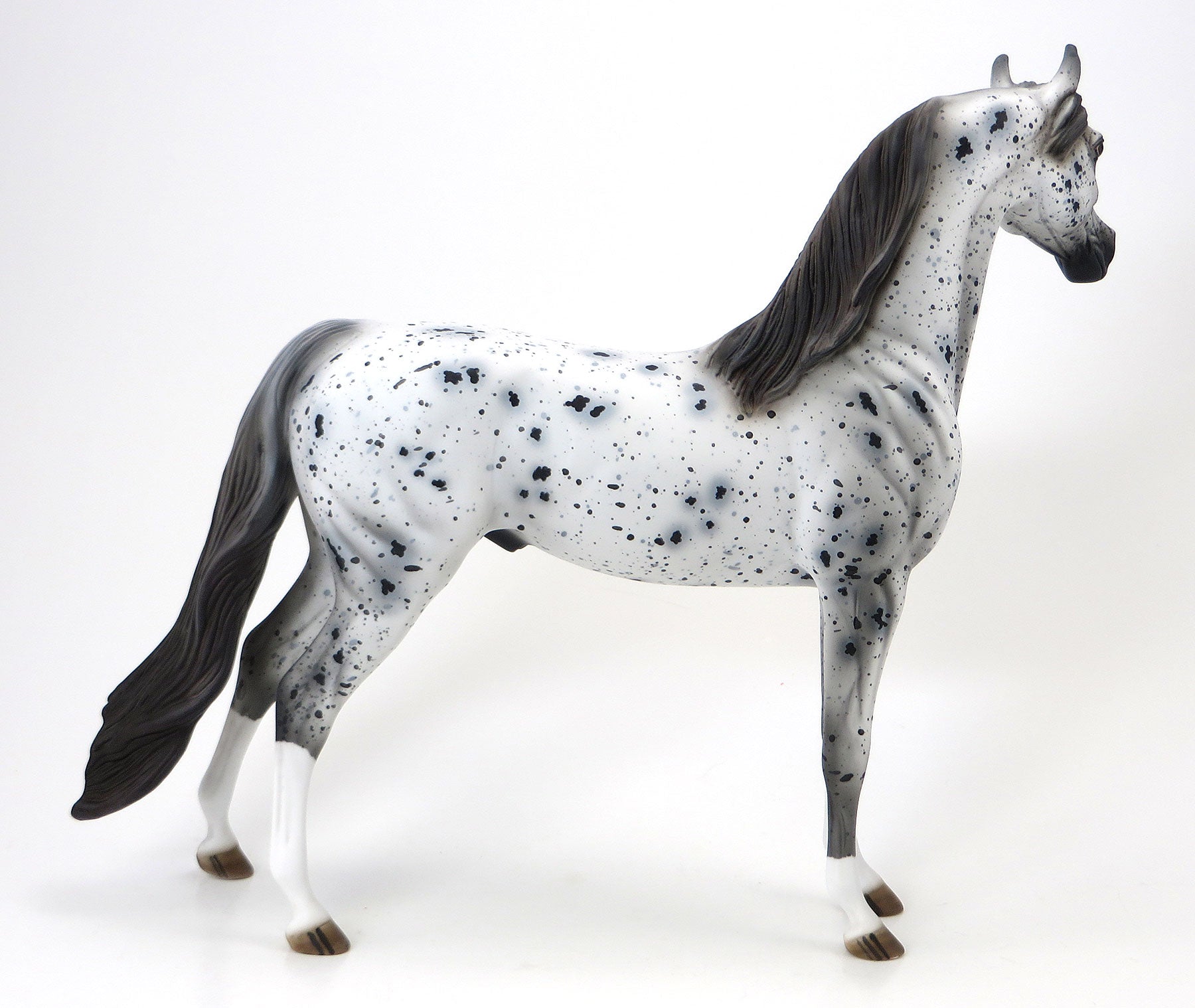 WORDS OF WISDOM - OOAK Appaloosa Arabian - 6/15