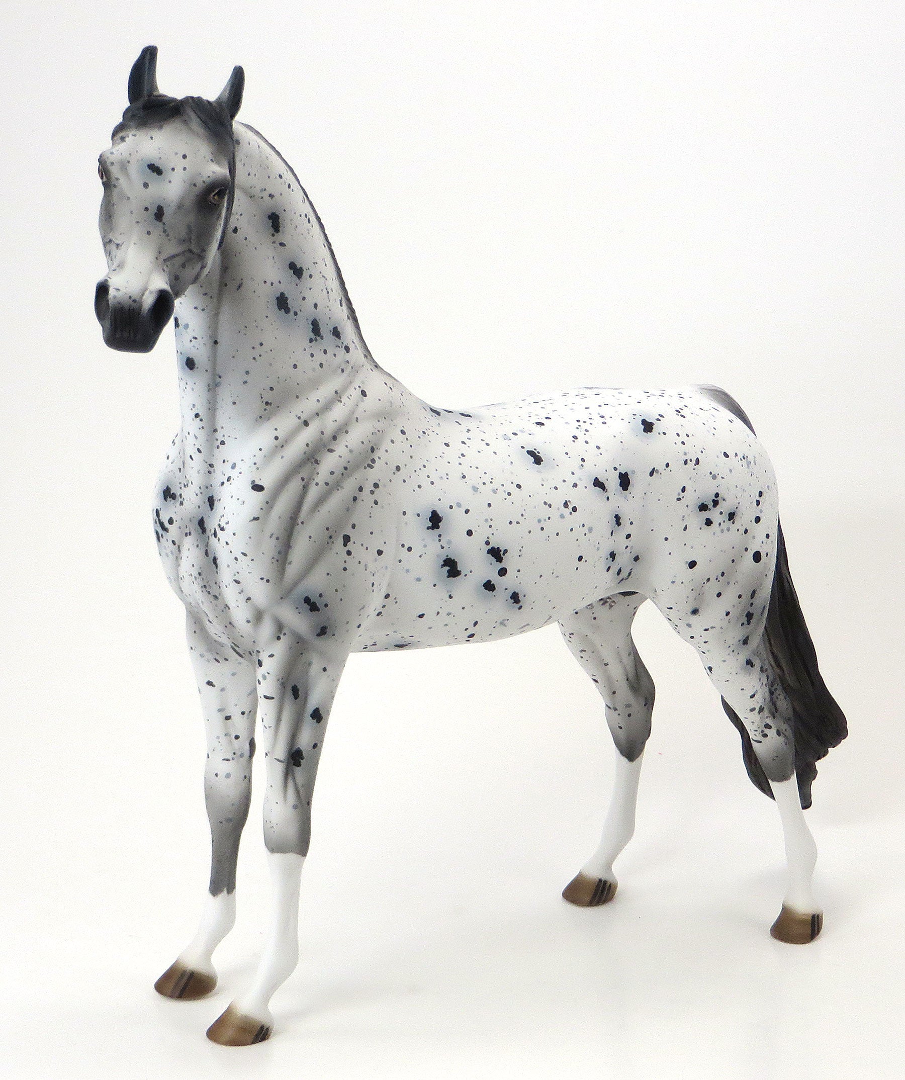 WORDS OF WISDOM - OOAK Appaloosa Arabian - 6/15