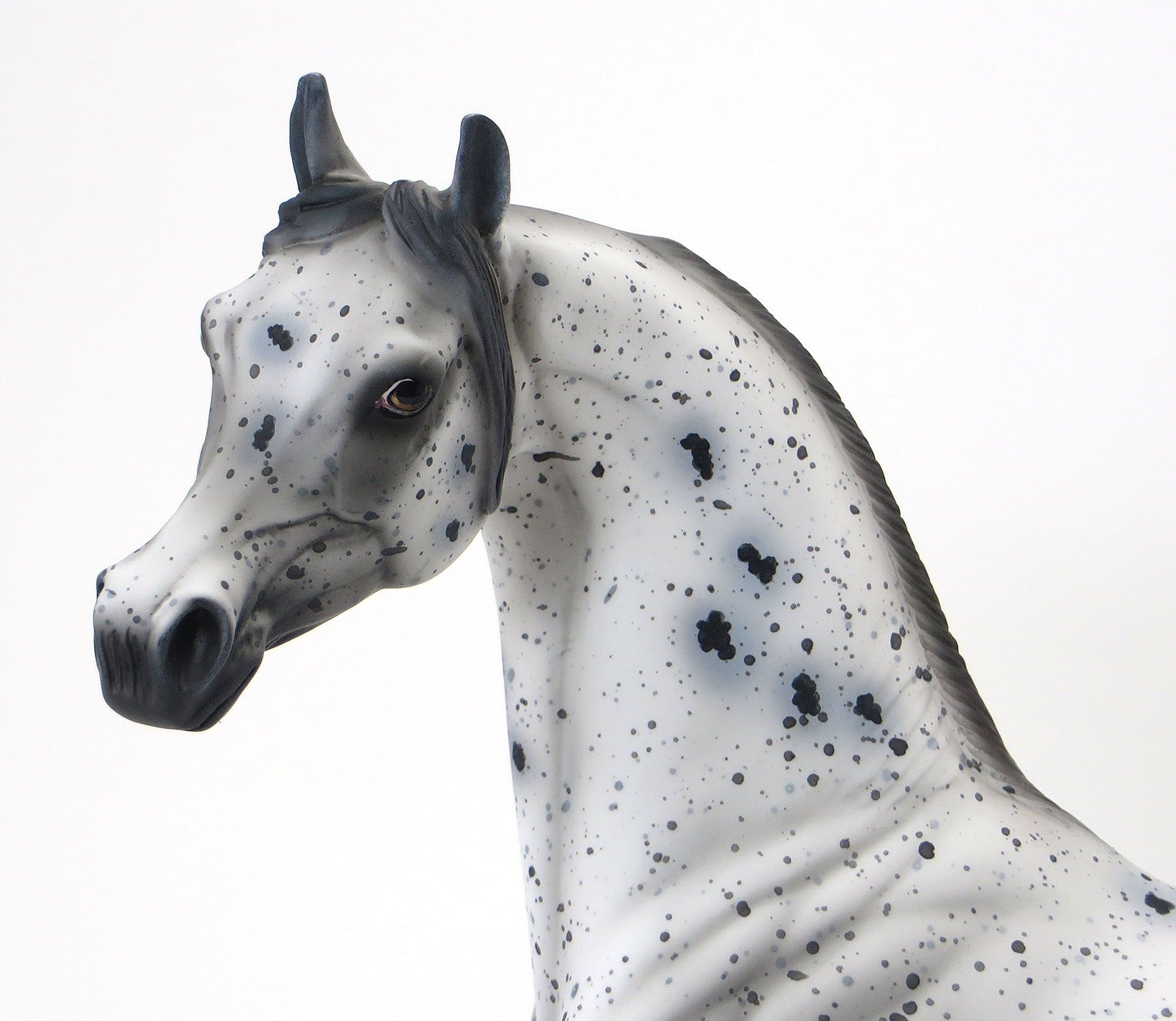 WORDS OF WISDOM - OOAK Appaloosa Arabian - 6/15
