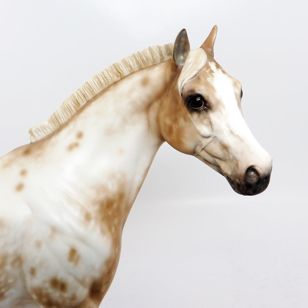 chestnut appaloosa 