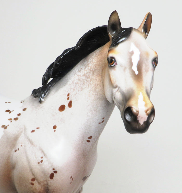 bay appaloosa 