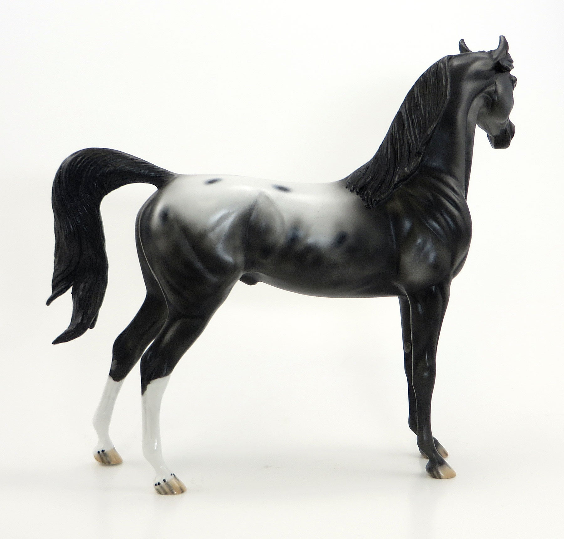RINGLING BROTHERS - OOAK Dark Appaloosa Arabian Model Horse -  6/26