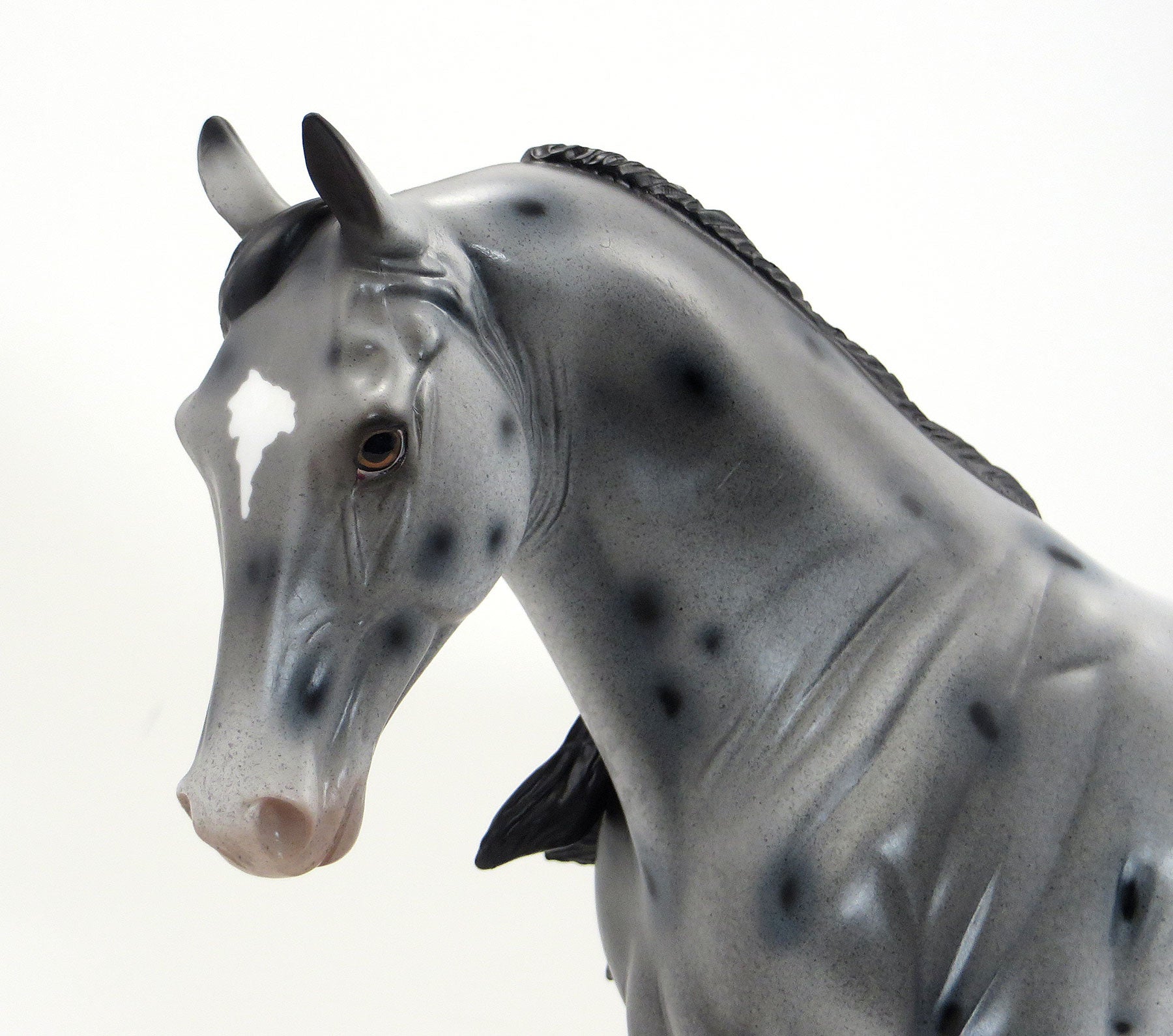 SHRINE CIRCUS- OOAK Grey Appaloosa Tennessee Walker 6/26