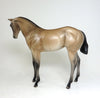buckskin weanling 