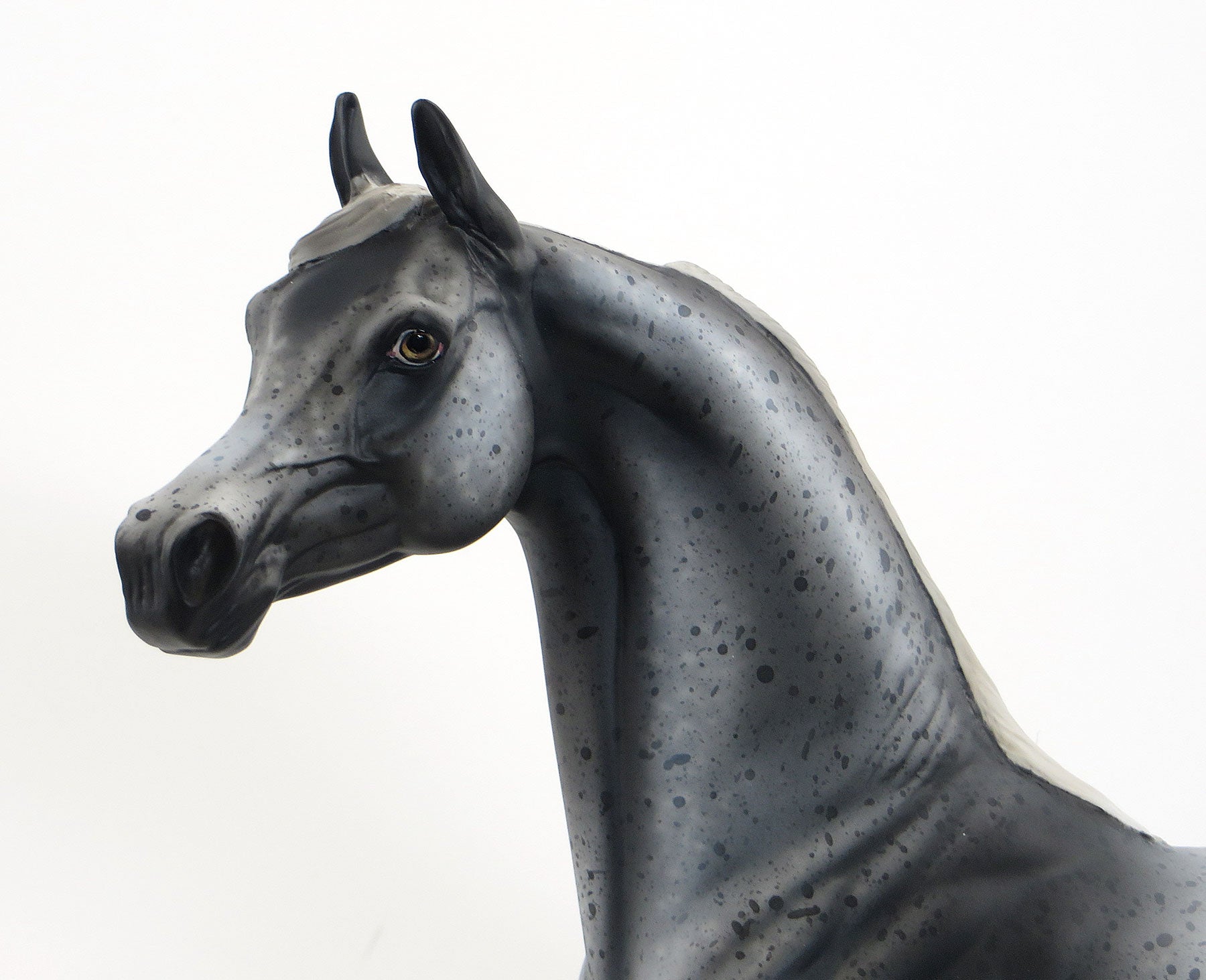 MAZAPPA- OOAK Extreme Leopard Appaloosa Arabian 6/26