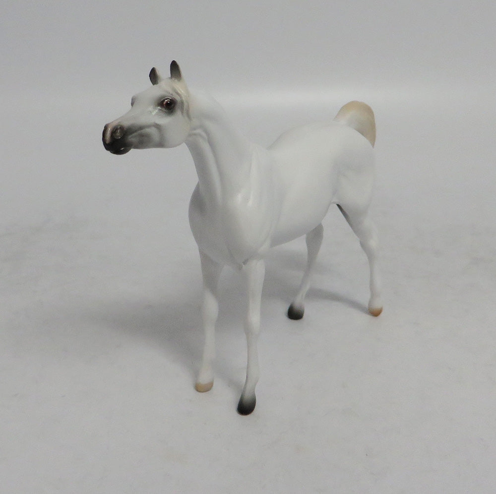 ASH - OOAK GREY ARABIAN CHIP 4/6/2018