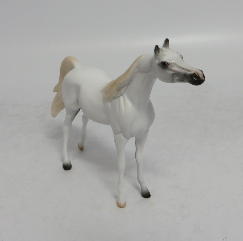 ASH - OOAK GREY ARABIAN CHIP 4/6/2018