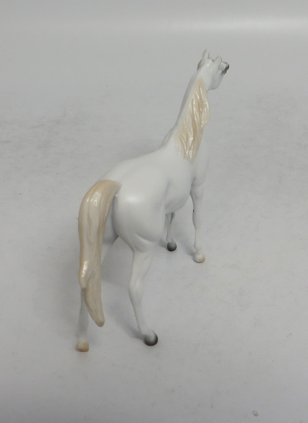 ASH - OOAK GREY ARABIAN CHIP 4/6/2018