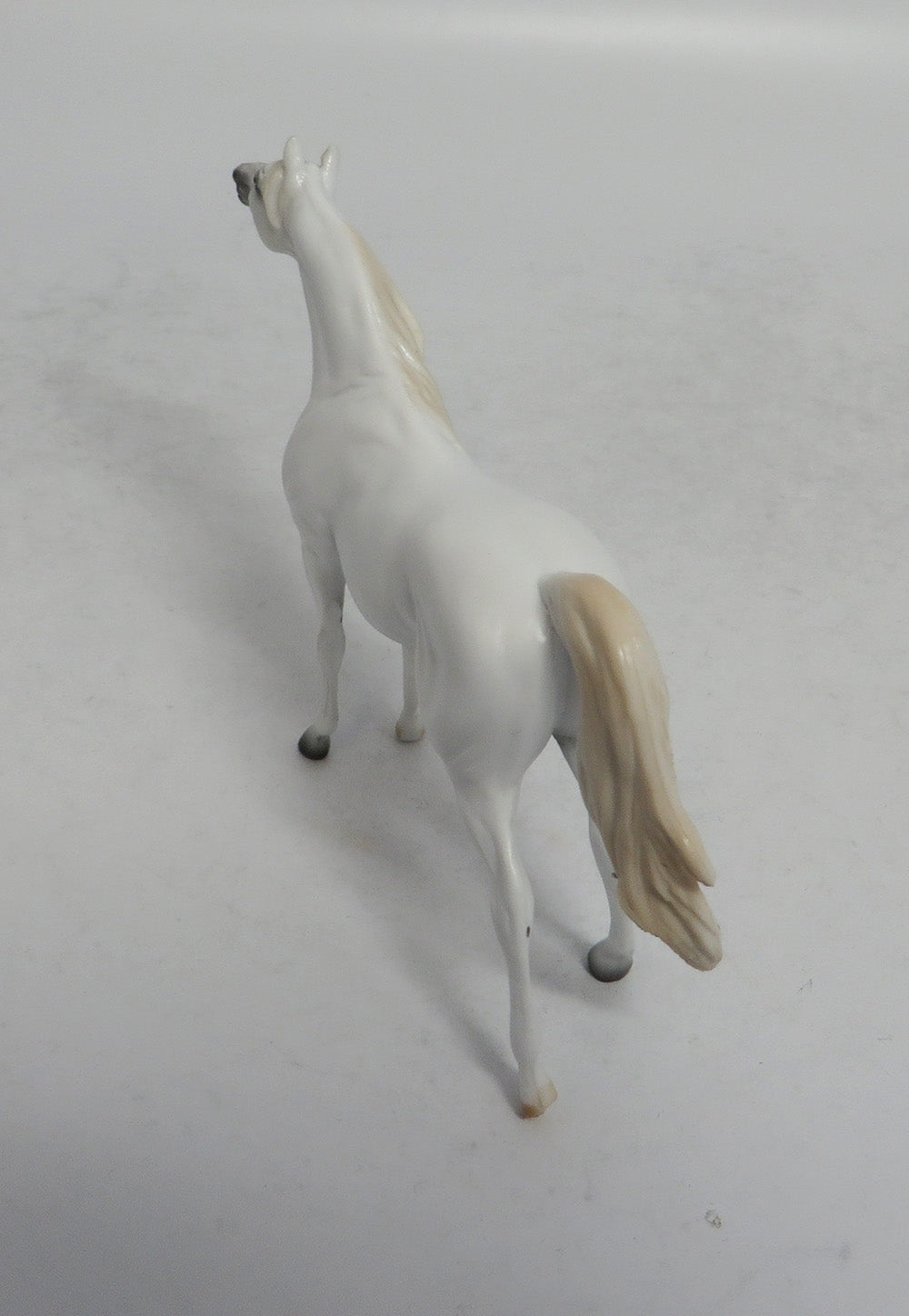 ASH - OOAK GREY ARABIAN CHIP 4/6/2018