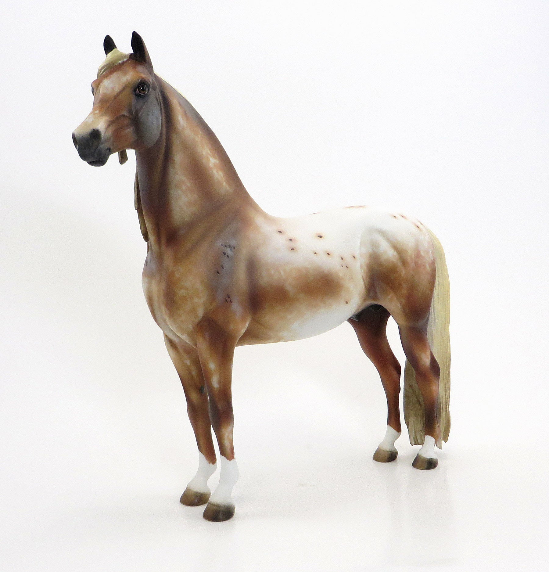BURNING BRIGHT-  OOAK Extreme Chestnut Leopard Appaloosa Morgan 6/26