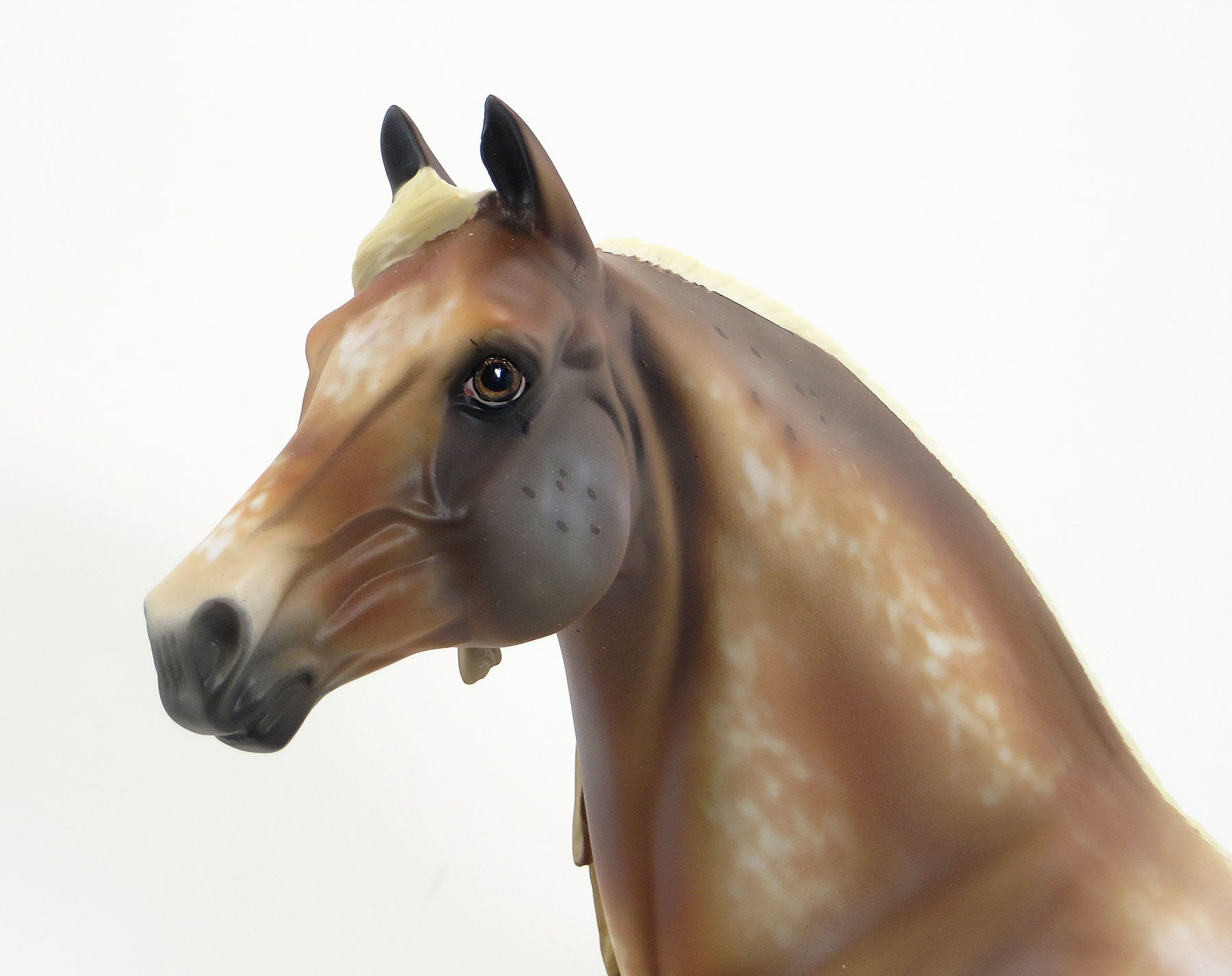 BURNING BRIGHT-  OOAK Extreme Chestnut Leopard Appaloosa Morgan 6/26