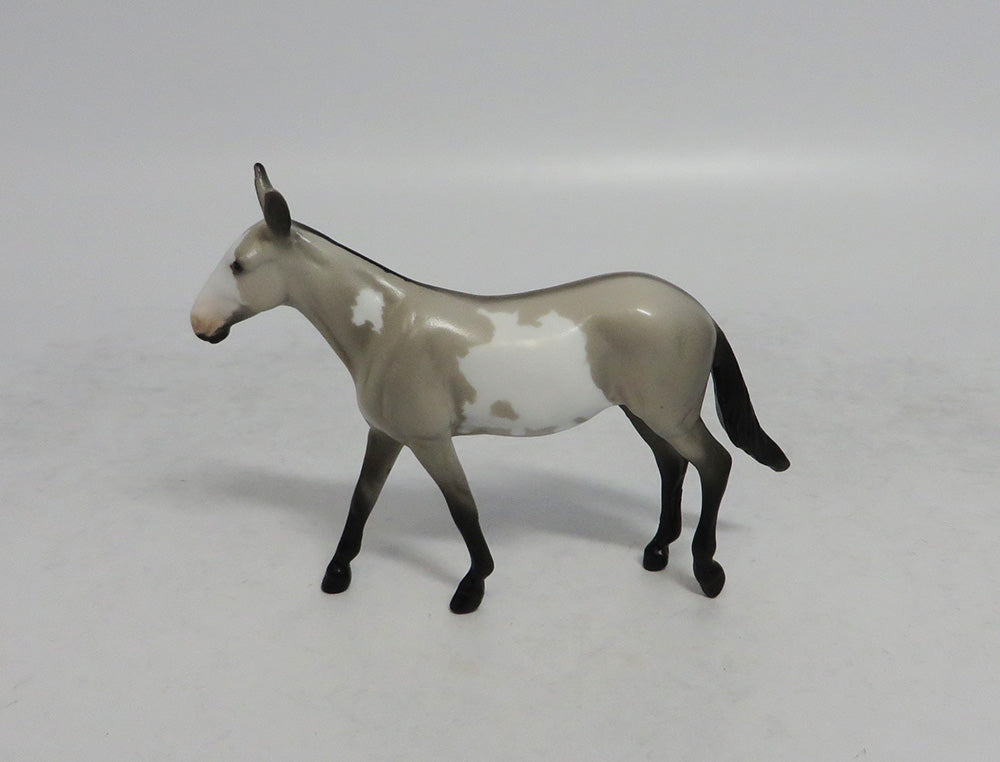 SABLE - OOAK GREY PINTO MULE CHIP 4/6/2018