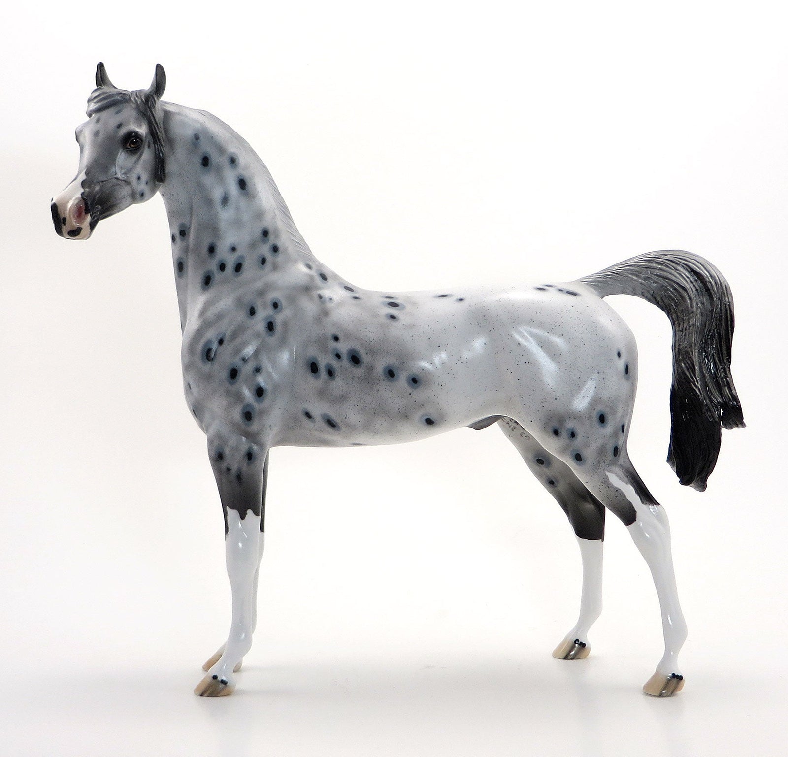 STARS AND STRIPES - OOAK Grey Appaloosa  Arabian  7/3