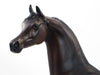 STANDING WITH INDEPENDENCE - OOAK Dark Bay Arabian  7/3