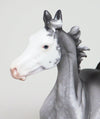 yearling sabino