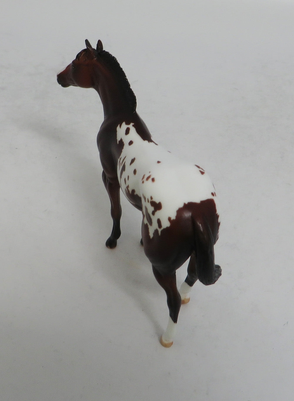 BEXLEY MINI ME - LE7 BAY APPALOOSA STOCK CHIP EA2018