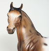 arabian appaloosa 