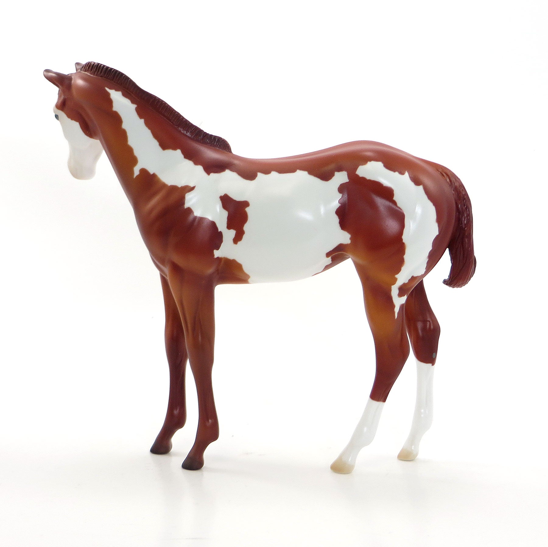 ANGELS BREATH - LE 10 EQ 2015 Chestnut Weanling Paint 7/23