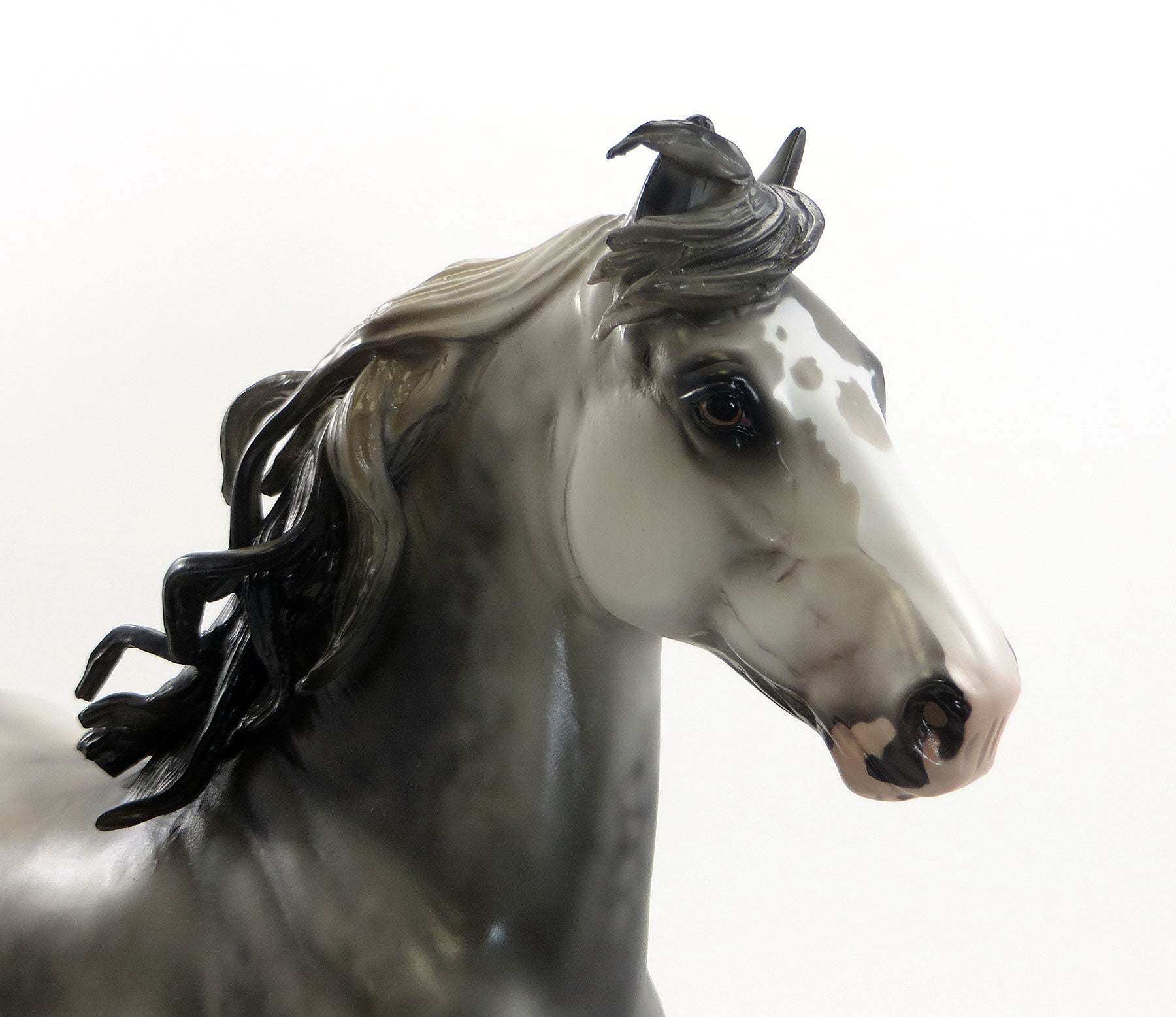 MR. BIG COUNTRY - LE 15 EQ 2015 Dapple Grey Trotting Drafter