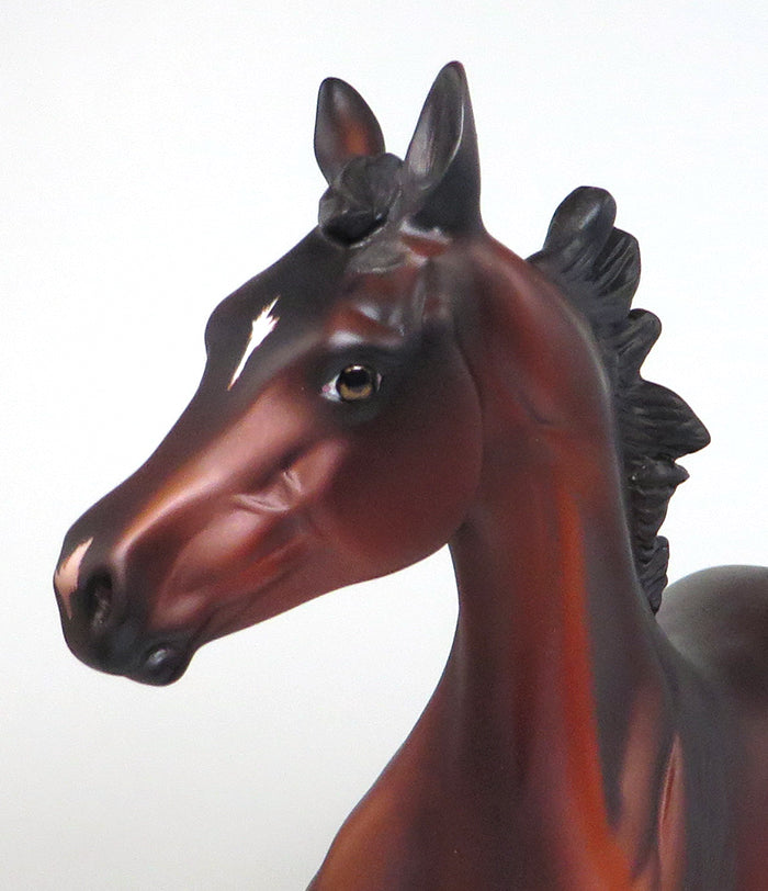 arabian yearling 