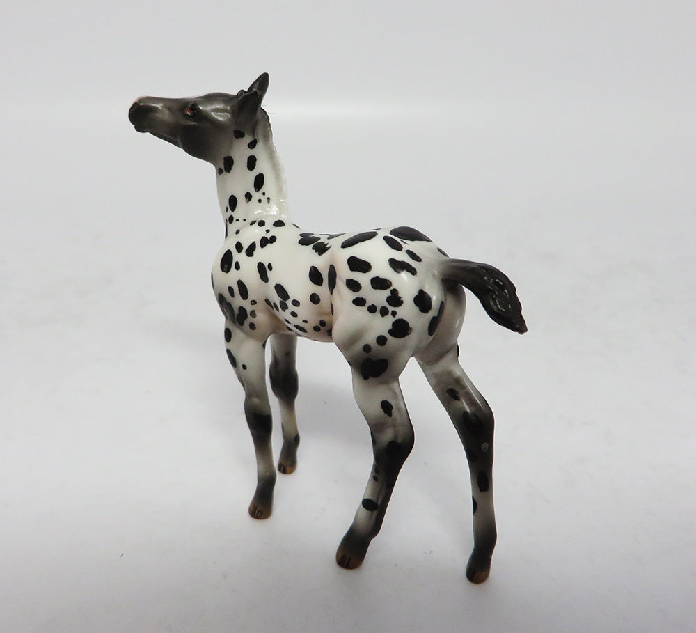 Appaloosa