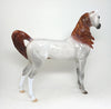 champagne arabian