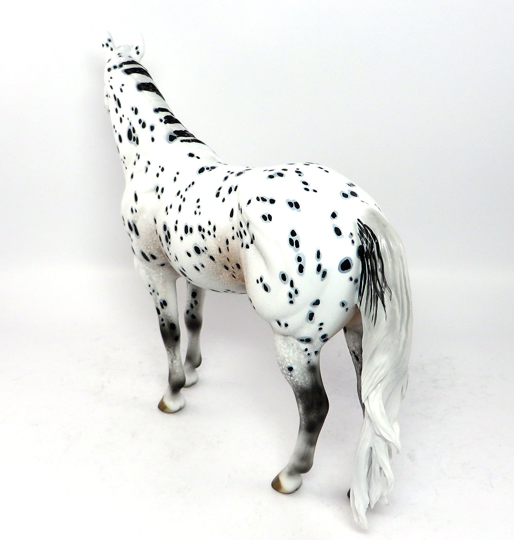 Appaloosa